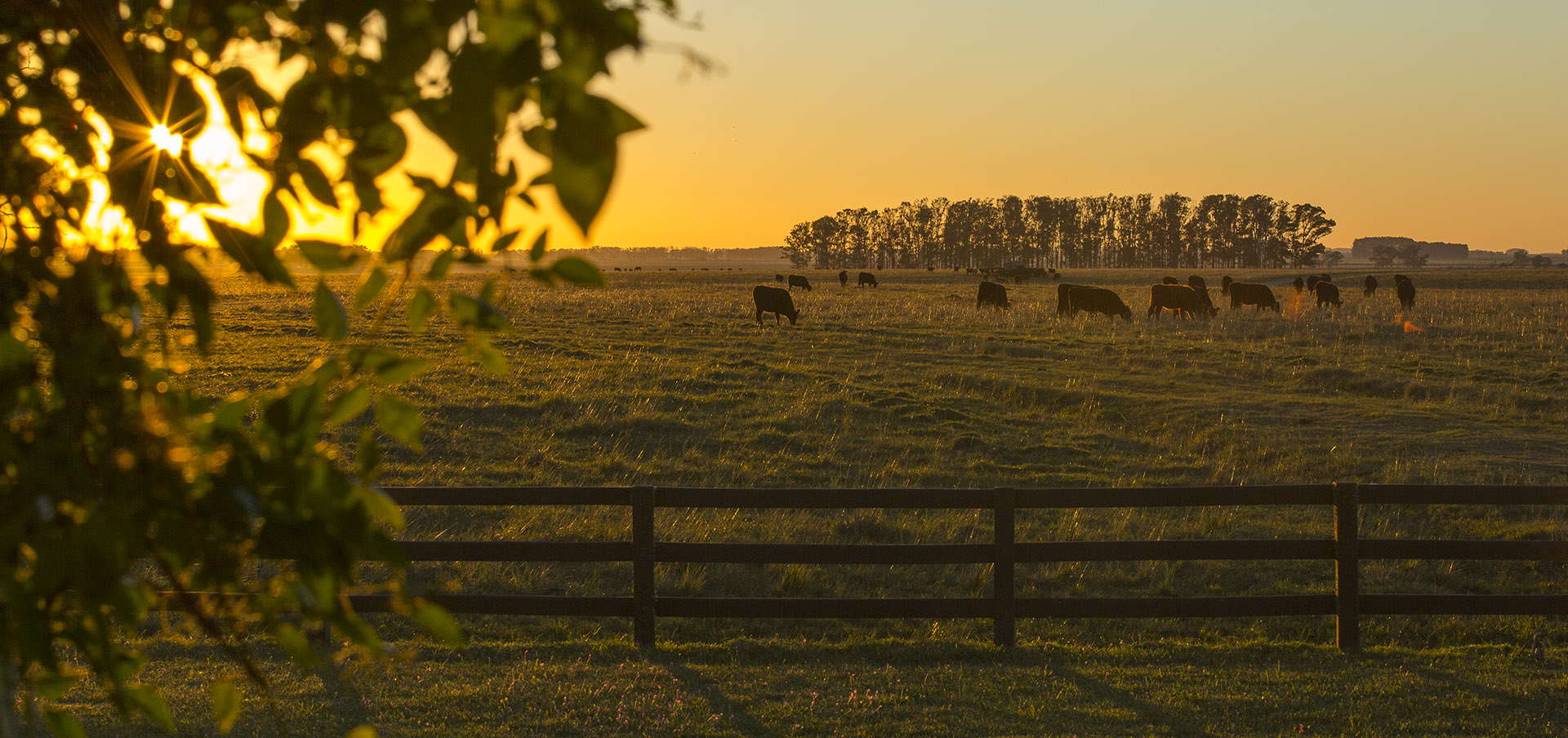 Terramar Farmlands • Prime Farms For Sale In Uruguay